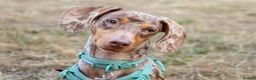 Dachshund dogs for sale: Male neutered dachshund  in Lee-on-the-Solent - Advert 1