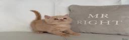 British Shorthair cats for sale: 🌸 BRITISH SHORTHAIR KITTENS 🌸 - Advert 5