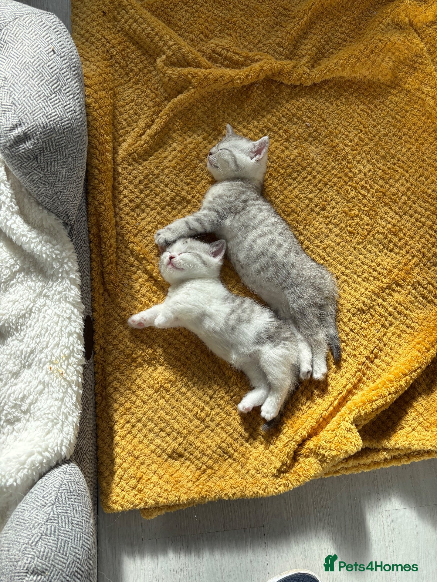Munchkin cats 4 BSH Munchkins 2 female(1 very short leg) 2 male  - Advert 17