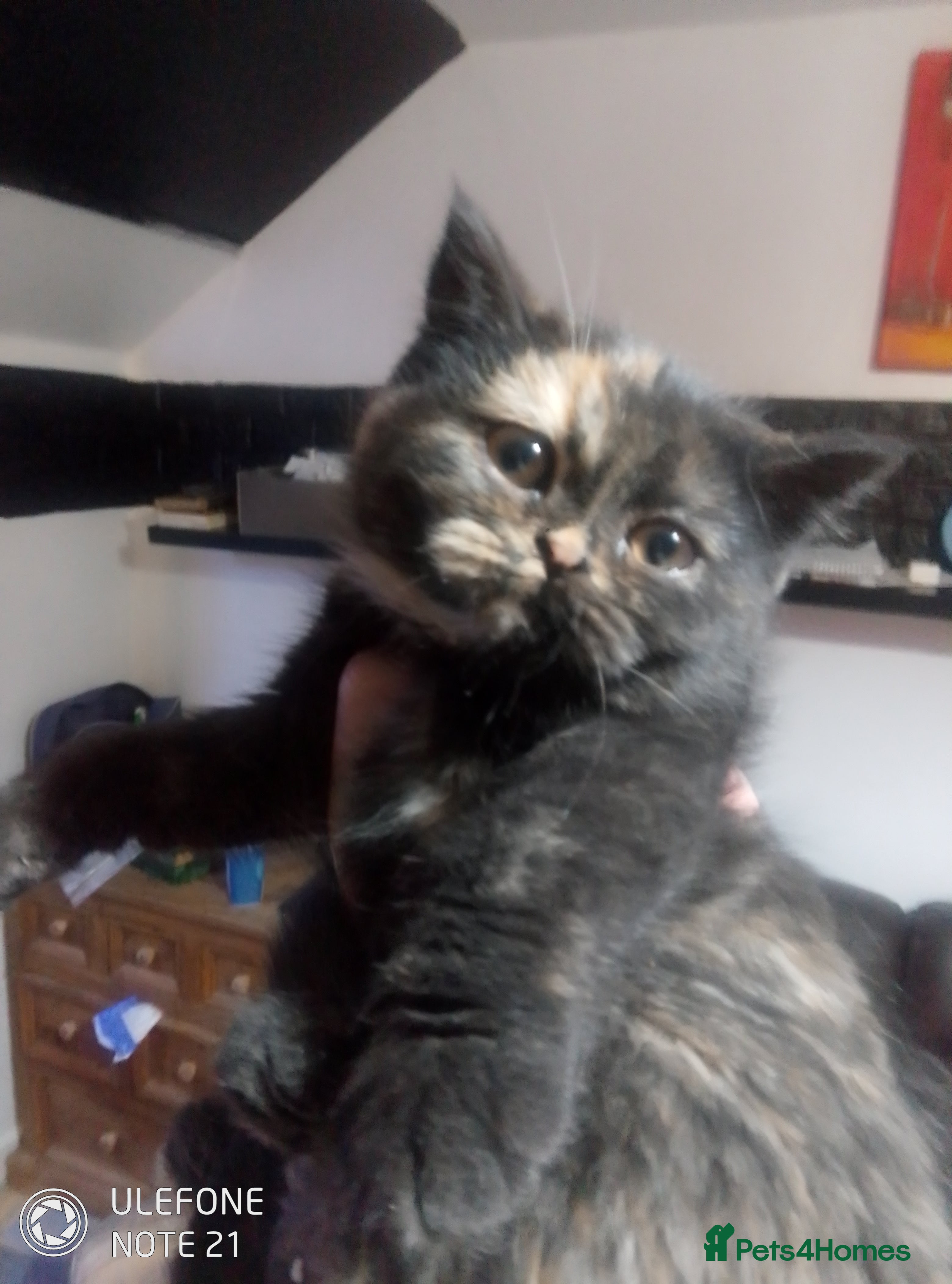 British Shorthair cats Beautiful  British Shorthair  - Advert 21