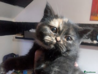 British Shorthair cats Beautiful British Shorthair - Advert 21