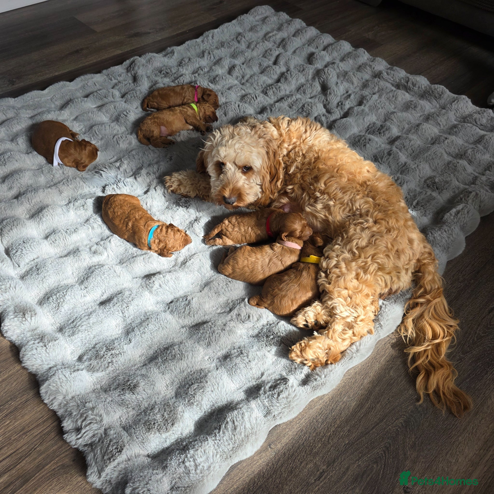 Cockapoo dogs for sale: Adorable f2 cockapoo  in Swadlincote - Advert 17