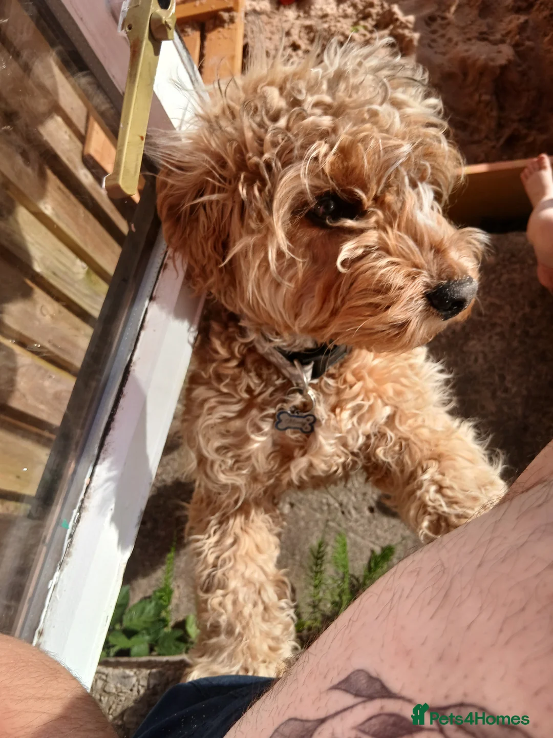 Mixed Breed dogs for sale: Cockerpoo spaniel in Caerphilly - Advert 2