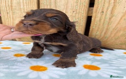 Cocker Spaniel dogs for sale: Ready 30th august import lines  - Image 17