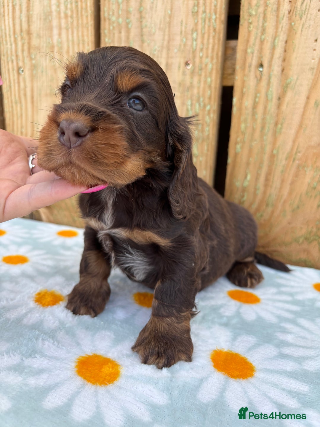 Cocker Spaniel dogs for sale: Ready 30th august import lines  - Image 17