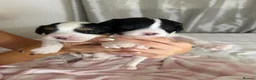 Cavapoo dogs for sale: 🐾 Beautiful Cavapoo Puppies health tested🐾 - Advert 4