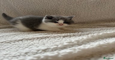 British Shorthair cats in Mold - Advert 3