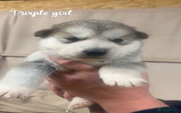 Alaskan Malamute dogs for sale: Pure breed Alaskan malamute puppies - Image 6