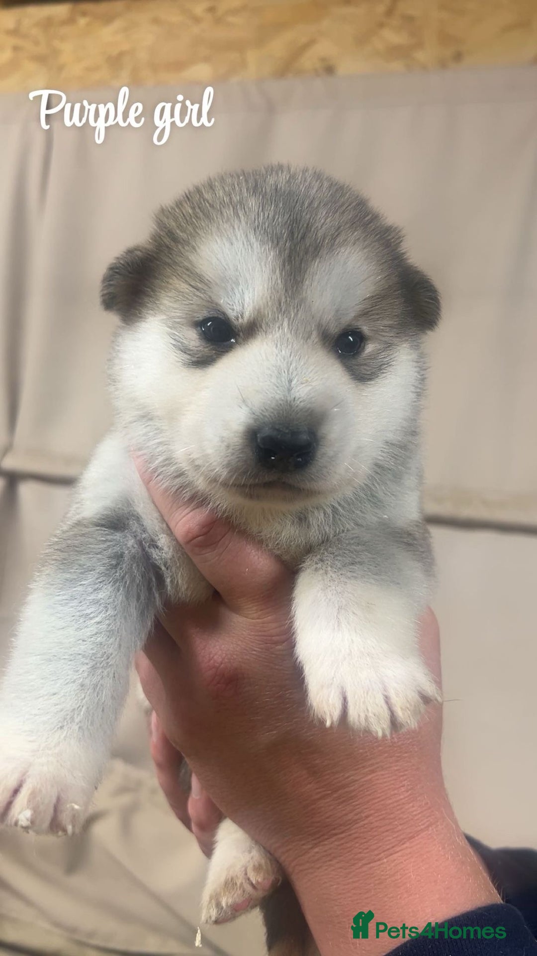 Alaskan Malamute dogs for sale: Pure breed Alaskan malamute puppies - Image 6