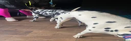 Dalmatian dogs for stud: Proven KC Dalmatian stud baer+\+ in Wigan - Advert 29