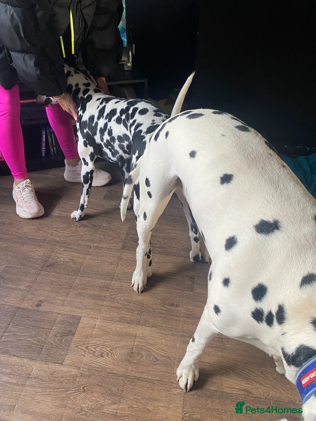 Dalmatian dogs for stud: Proven KC Dalmatian stud baer+\+ in Wigan - Advert 29