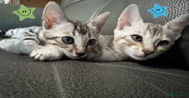 Bengal cats - Advert 3