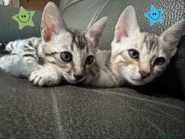 Bengal cats - Advert 3