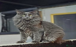 Maine Coon cats for sale: Gccf fully health tested entire male kitten - Image 4