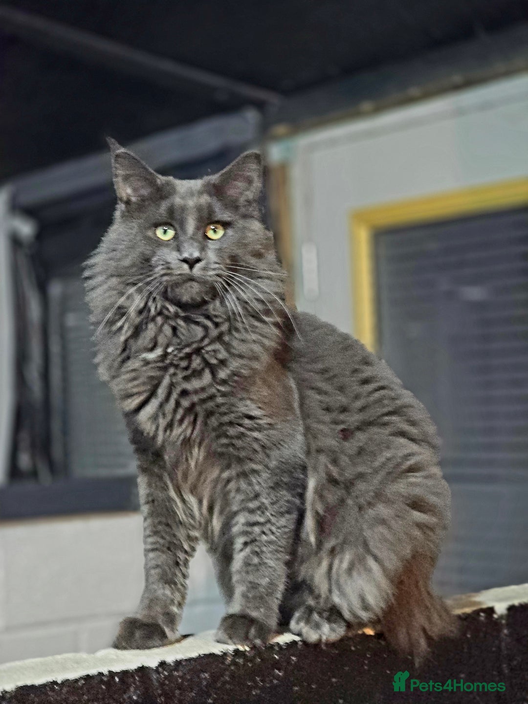 Maine Coon cats for sale: Gccf fully health tested entire male kitten - Image 4