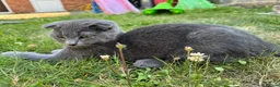 British Shorthair cats for sale: Beautiful Scottish Fold Kittens  in Slough - Advert 5