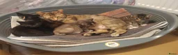 Mixed Breed cats for sale: 4 gorgeous little kitten looking for homes  - Advert 29