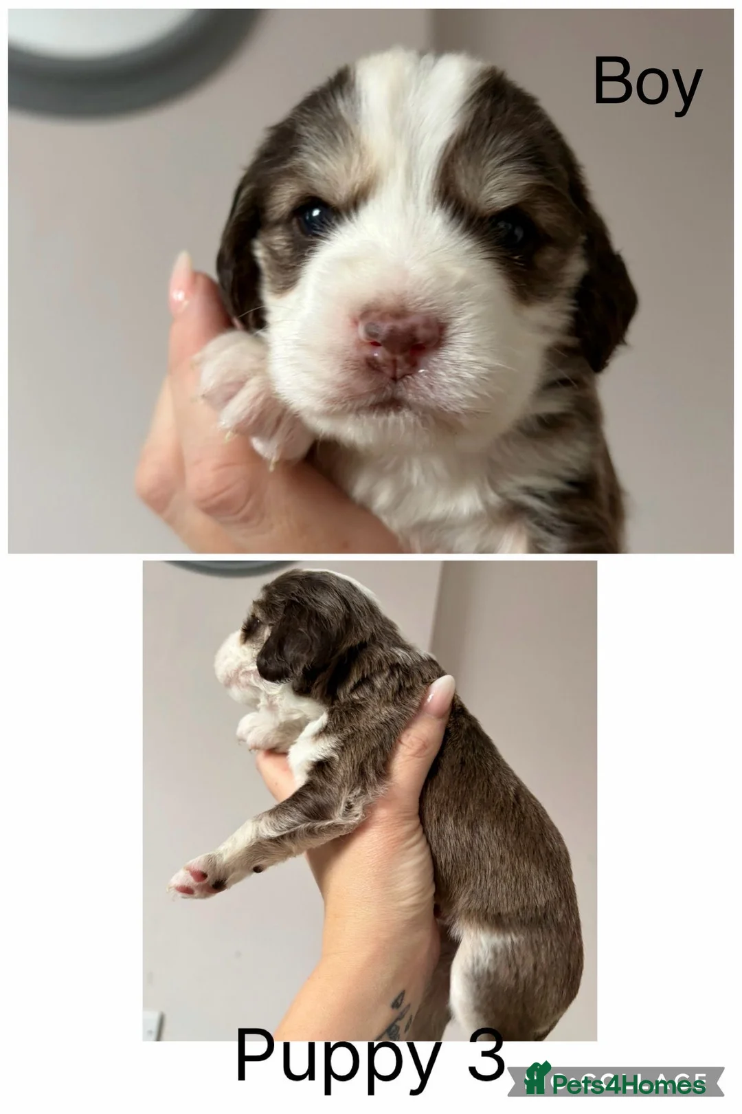 Cockapoo dogs for sale: Cockapoo puppies  - Advert 7