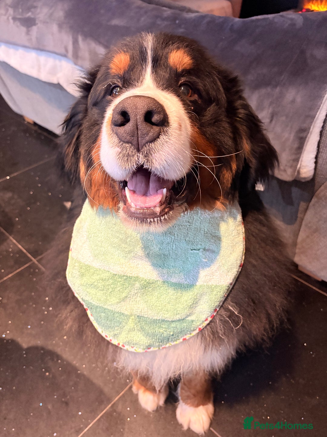 Bernese Mountain Dog dogs for stud: Gorgeous Bernese stud Maui - Advert 8