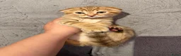 Scottish Fold cats for sale: Stunning Scottish fold kittens are ready - Advert 18