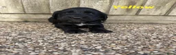 Cocker Spaniel dogs for sale: 4 Week Old Show Type Cocker Spaniel Puppies - Advert 12