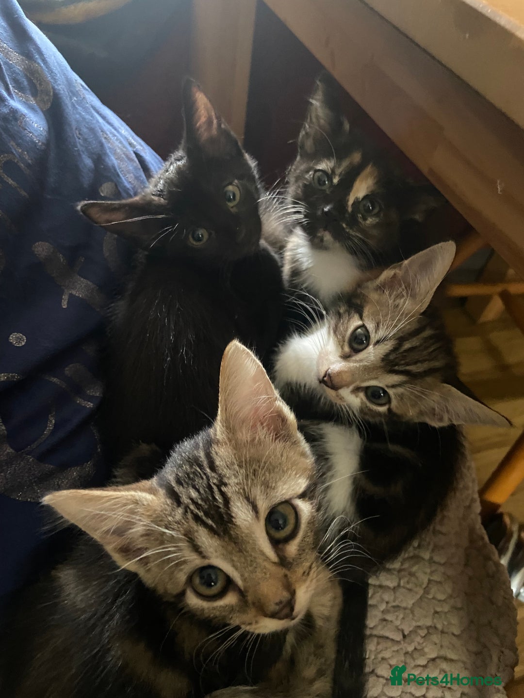 Bengal cats for sale: adorable bengal/tort kitties for sale - Image 1