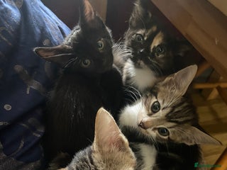 Bengal cats - Advert 3