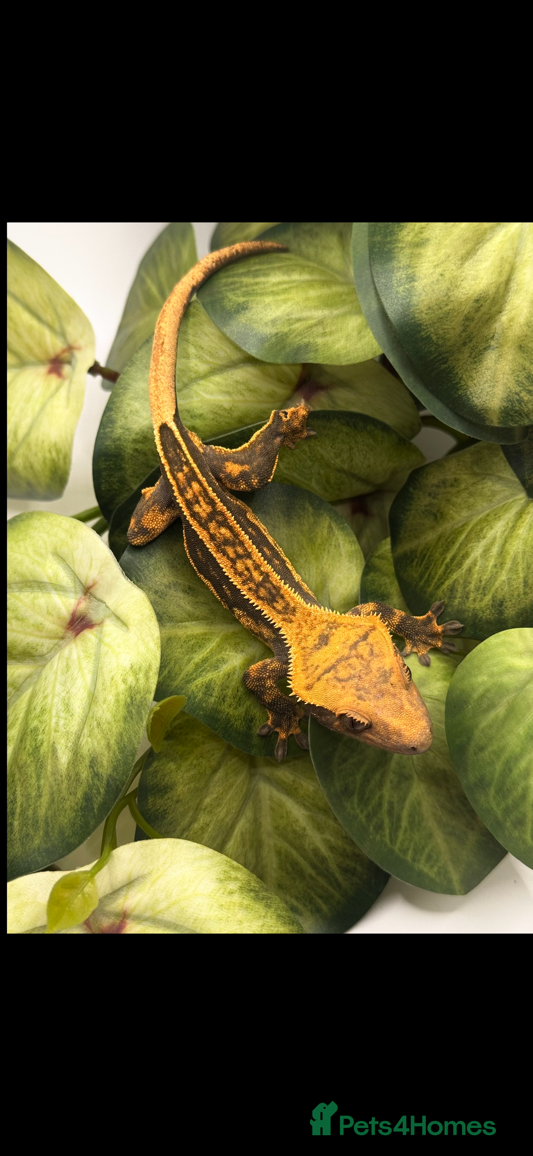 Gecko reptiles for sale: Tangerine Broken Quad stripe Female Crested Gecko - Advert 1