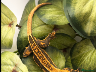 Gecko reptiles for sale: Tangerine Broken Quad stripe Female Crested Gecko - Advert 1