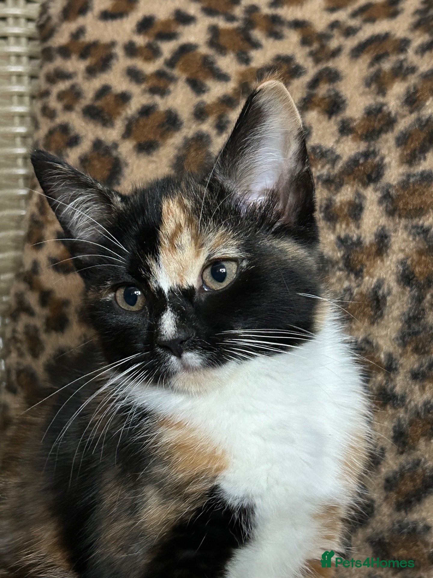 Mixed Breed cats Gorgeous Fluffy Kittens. Beautiful Little Souls🤍 - Advert 24