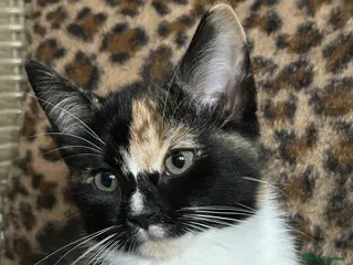 Mixed Breed cats Gorgeous Fluffy Kittens. Beautiful Little Souls🤍 - Advert 1