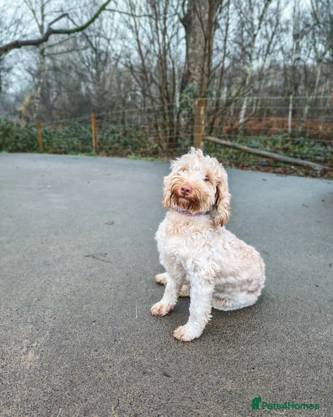 Goldendoodle dogs for sale: Sweet Submissive Goldendoodle Needs Patient Home - Advert 4