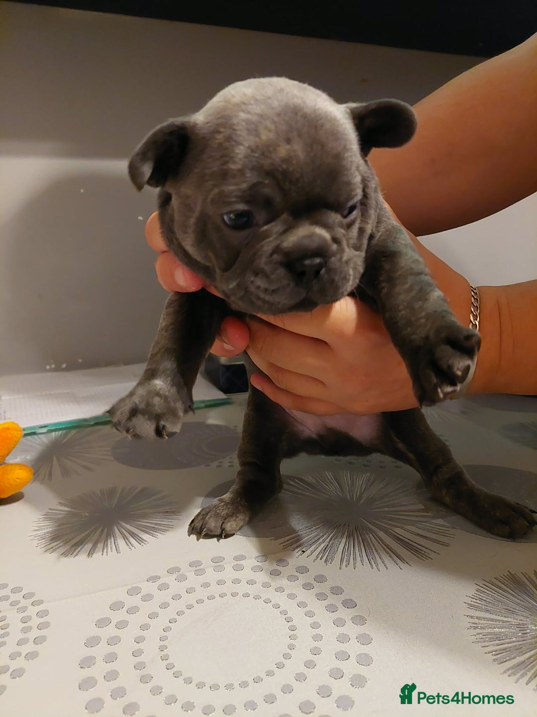 French Bulldog dogs for sale: Beautiful KC registered French Bulldog Puppies - Advert 11
