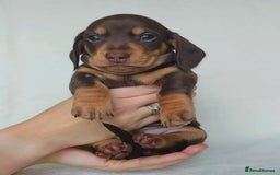 Miniature Dachshund dogs for sale: Playful miniature Dachshunds... - Advert 4