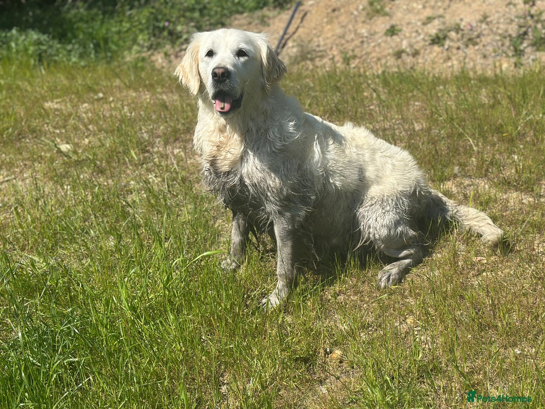 Golden Retriever dogs for sale: 7 year old cream Goldie girl  - Advert 2