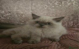 Persian cats for sale: PERSIAN HIMALAYAN Kittens for Sale!   - Image 1