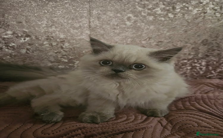 Persian cats - Advert 15