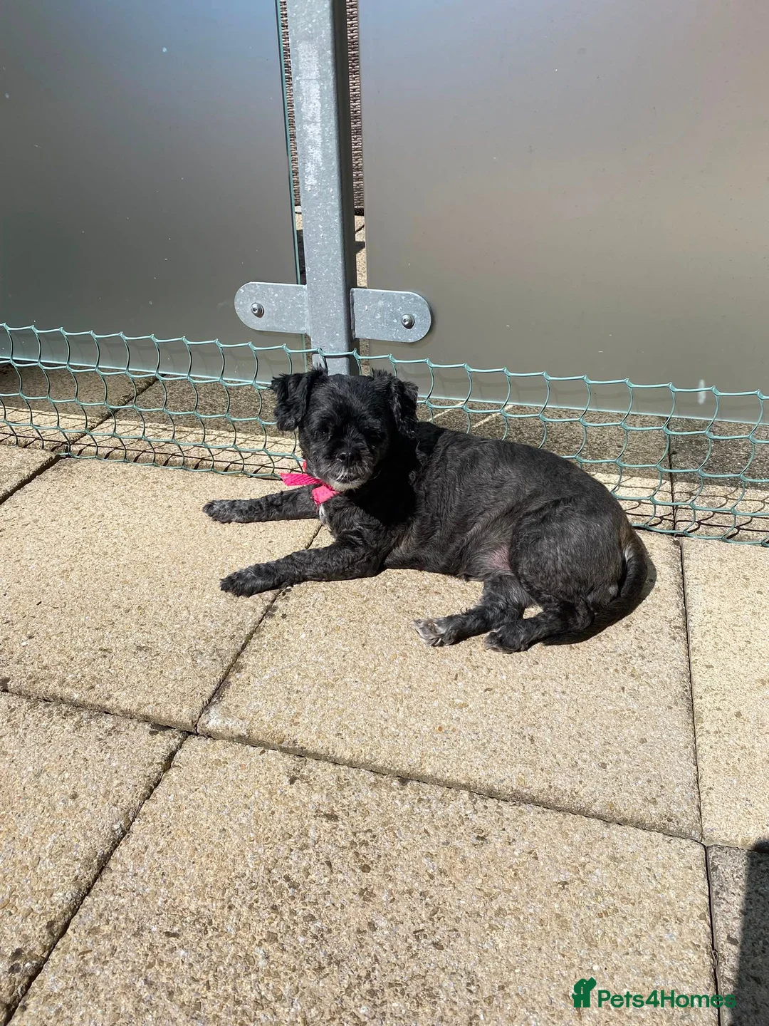 Mixed Breed dogs for adoption: Millie-Moo - Shih Tzu Cross for Adoption in Bristol - Advert 5