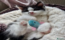 Mixed Breed cats for sale: 2 girl babies left 🐱❤️ £150 for two. 💞 - Image 11