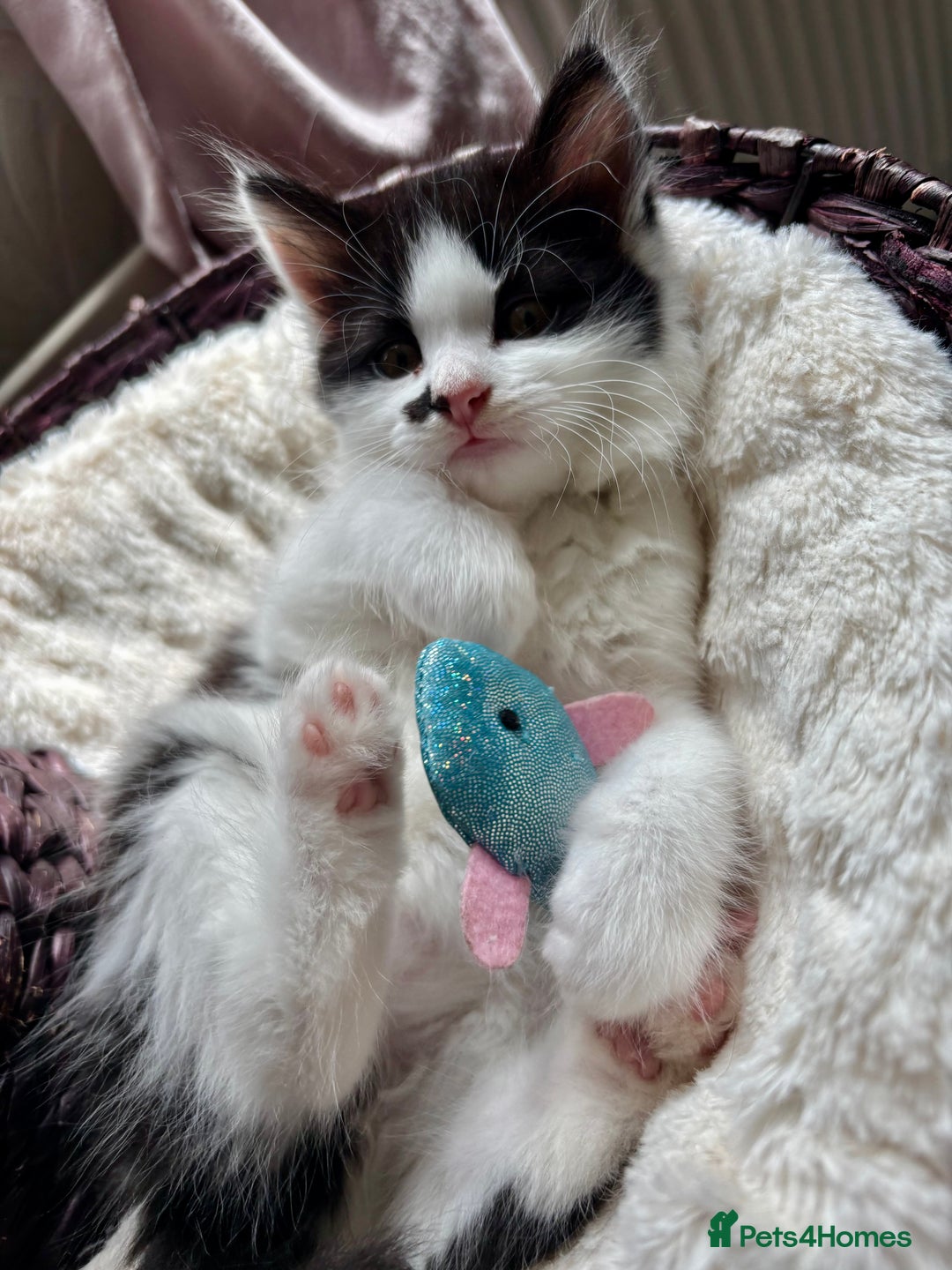Mixed Breed cats for sale: 2 girl babies left 🐱❤️ £150 for two. 💞 - Image 11