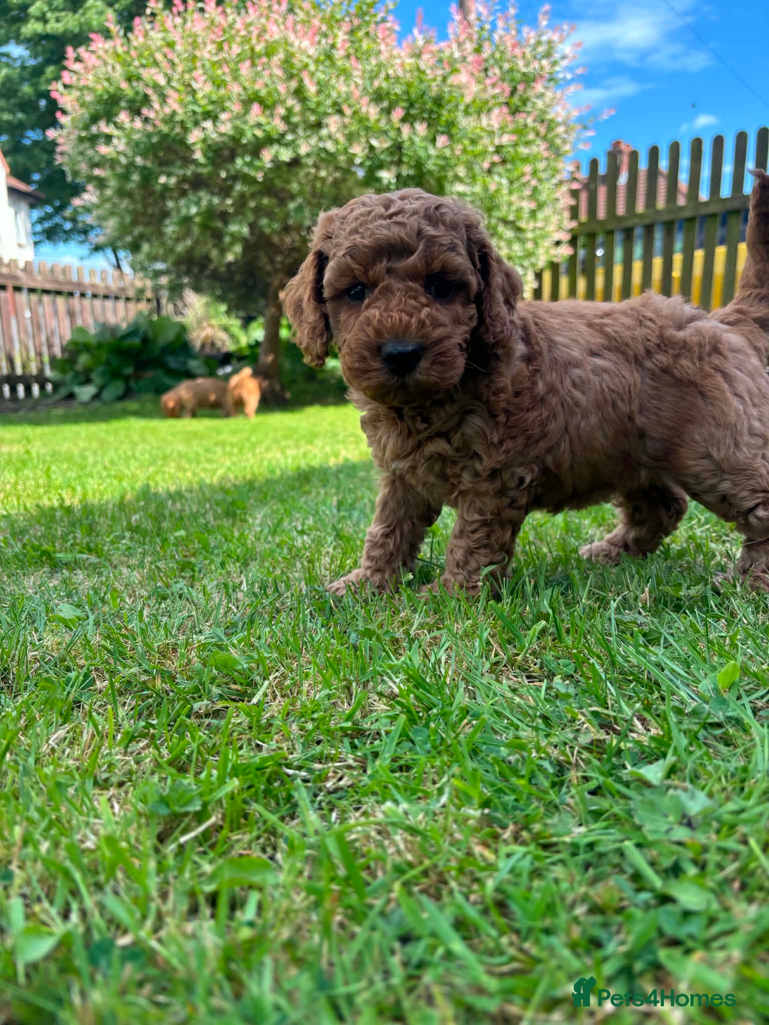 Cockapoo Puppy 5