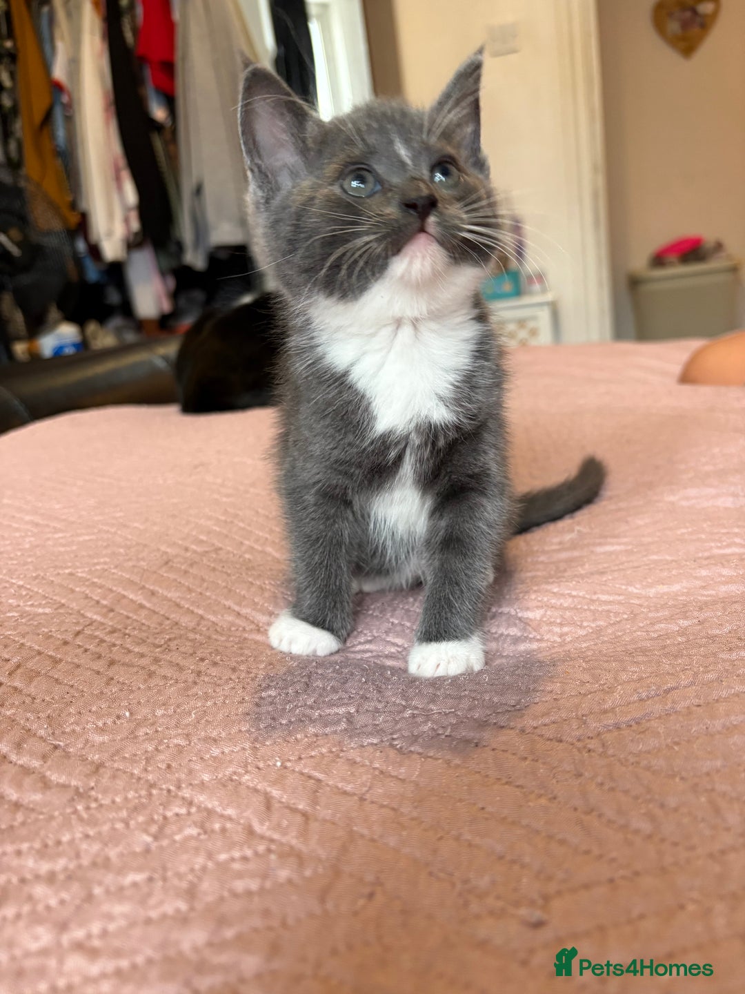 Domestic Shorthair cats for sale: Gray kitten - Image 1