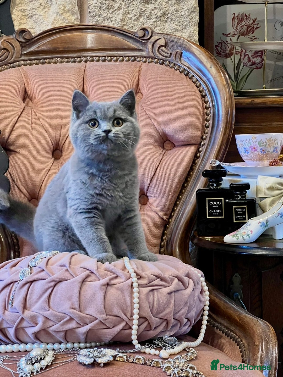 Scottish Fold cats for sale: SCOTTISH FOLD & STRAIGHT  - Advert 4