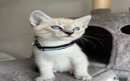 Siamese cats for sale: Siamese Lynx Kittens – 3 Boys & 3 Girls - Image 8