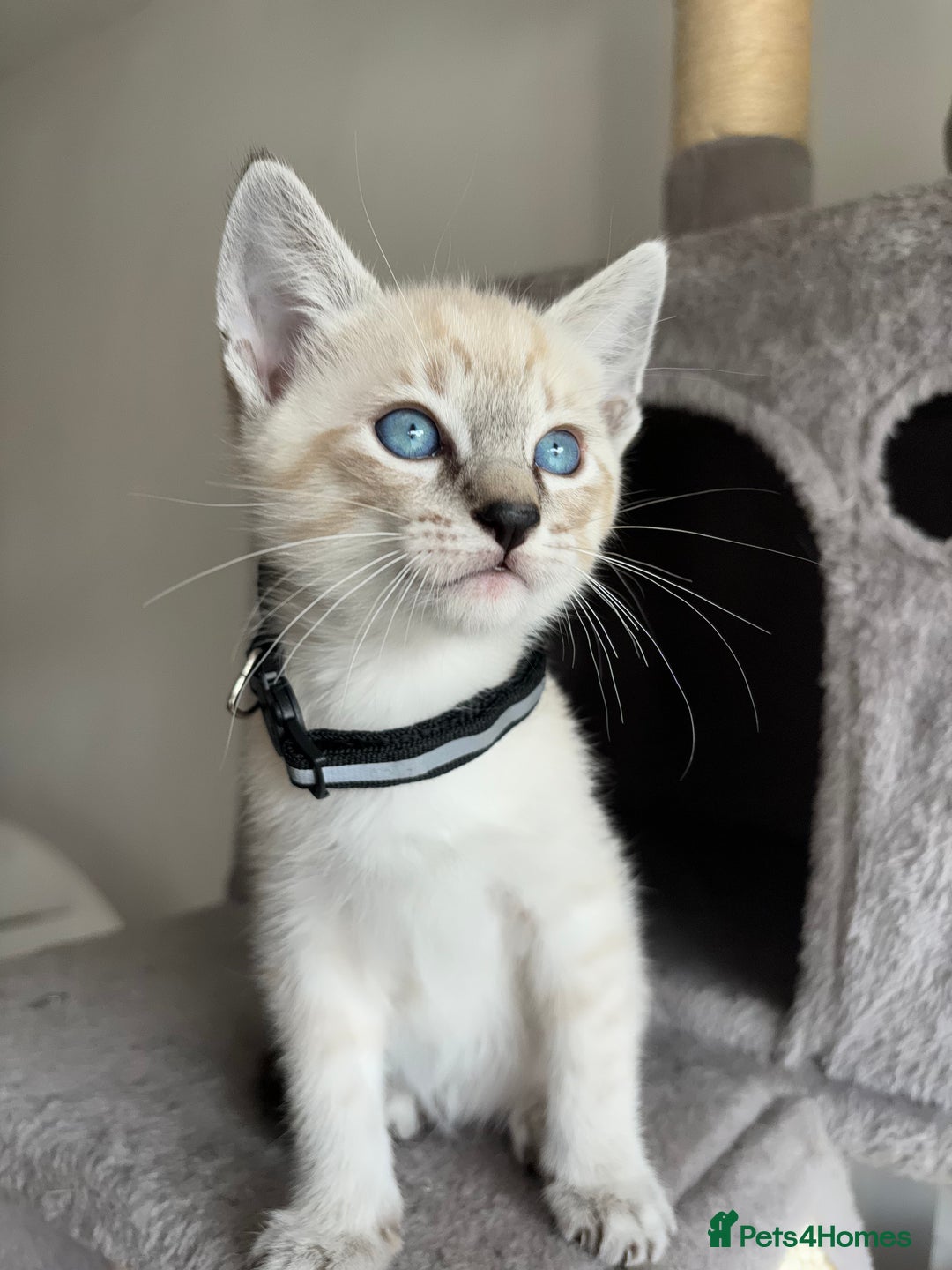 Siamese cats for sale: Siamese Lynx Kittens – 3 Boys & 3 Girls - Image 8