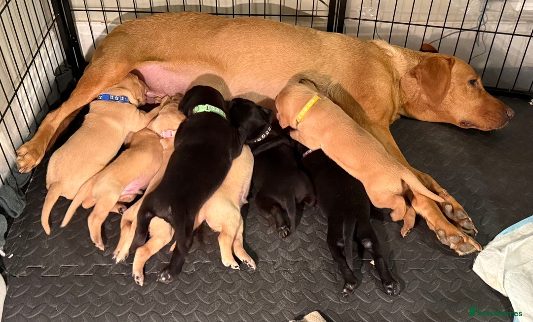 Mixed Breed dogs for sale: Pointer-vizsla-dor puppies - Image 3