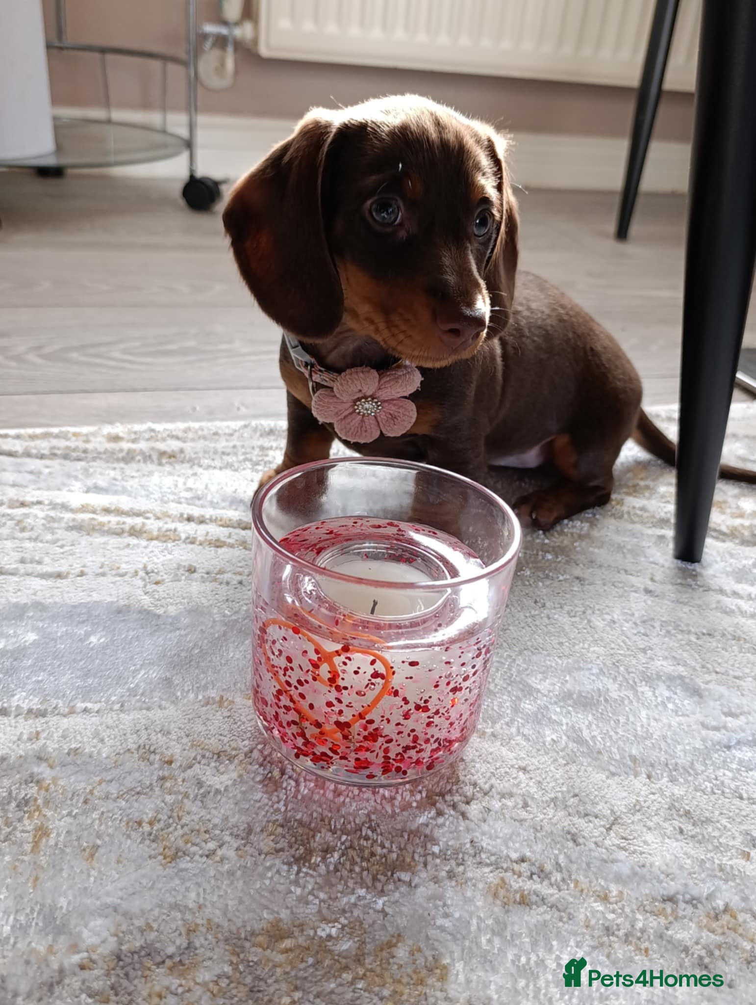 Miniature Dachshund dogs KC registered miniature Dachshund 🐶  - Advert 15