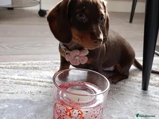 Miniature Dachshund dogs KC registered miniature Dachshund 🐶 - Advert 15