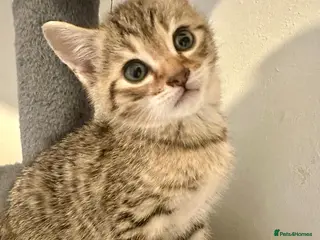 Bengal cats 4 gorgeous Bengal mix kittens - Advert 16