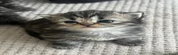 Persian cats for sale: Beautiful Persian boy - Advert 9